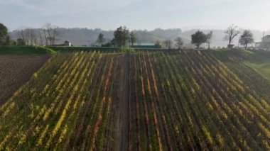 Altın ışıkla yıkanan üzüm bağlarının göz kamaştırıcı hava manzarası resim gibi bir manzara yaratıyor. Martani 'de, Castell' Arquato, PC, İtalya
