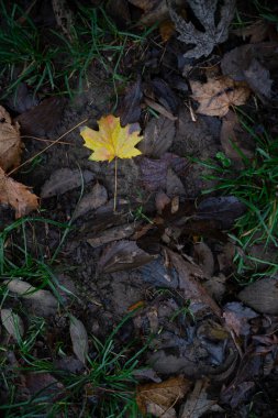 Sarı akçaağaç yaprağı, sonbahar mevsiminde diğer çürüyen yaprakların ve yeşil çimenlerin arasında ıslak zeminde uzanarak renk ve dokuların zıtlığını oluşturur.