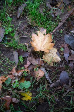Renkli sonbahar yaprakları yemyeşil çimenler ve zengin koyu toprak üzerinde dinlenirken, sonbahar mevsiminin canlı güzelliğinin özünü yansıtan çarpıcı bir doğal manzara yaratıyor.