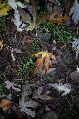 Çürümenin çeşitli aşamalarında düşen sonbahar yaprakları çimen ve topraktan bir yatakta uzanır ve doğal renk ve desenlerden oluşan dokulu bir duvar halısı yaratır.