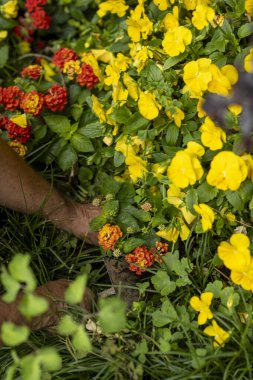 Çiçek açan bir bahçenin canlı renklerini ve dokularını keşfederek doğanın güzelliğine ve çiçeklerle ilgilenmenin neşesine yakından bakın.
