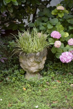 Serin yeşilliklerle dolup taşan göz kamaştırıcı bir bahçe vazosu. Canlı ortanca çiçekleriyle çevrili. Bahçe ilhamı ve tasarım fikirleri için mükemmel bir manzara yaratıyor.