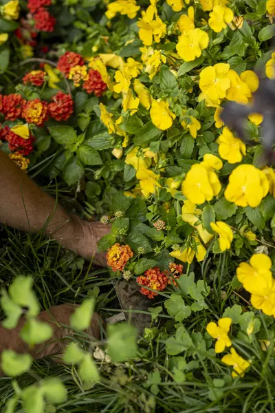Çiçek açan bir bahçenin canlı renklerini ve dokularını keşfederek doğanın güzelliğine ve çiçeklerle ilgilenmenin neşesine yakından bakın.