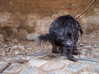 Siyah bir kaniş taştan bir yüzeye dışkılıyor. Arka planda desenli bir duvar var. Kuyruğu da manzarayı kısmen engelliyor.