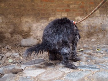 Siyah bir kaniş taştan bir yüzeye dışkılıyor. Arka planda desenli bir duvar var. Kuyruğu da manzarayı kısmen engelliyor.