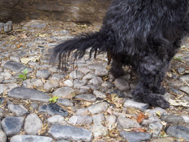 Siyah bir kaniş taştan bir yüzeye dışkılıyor. Arka planda desenli bir duvar var. Kuyruğu da manzarayı kısmen engelliyor.