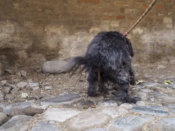 Siyah bir kaniş taştan bir yüzeye dışkılıyor. Arka planda desenli bir duvar var. Kuyruğu da manzarayı kısmen engelliyor.