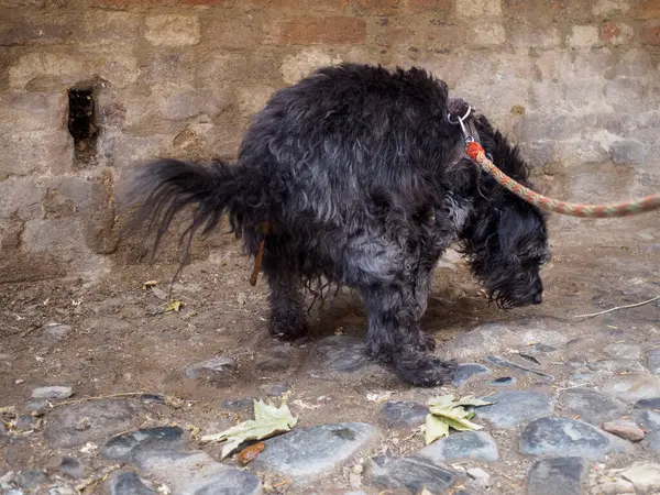 Siyah bir kaniş taştan bir yüzeye dışkılıyor. Arka planda desenli bir duvar var. Kuyruğu da manzarayı kısmen engelliyor.