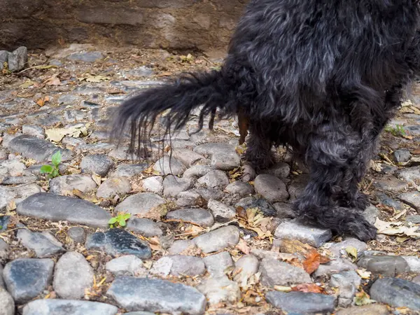 Siyah bir kaniş taştan bir yüzeye dışkılıyor. Arka planda desenli bir duvar var. Kuyruğu da manzarayı kısmen engelliyor.