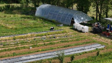 In a permaculture vegetable garden, a farmer cultivates his crops arranged in rows, protected by plastic sheeting near a polytunnel and water tanks