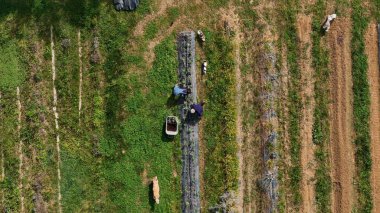 Two farmers working diligently in an agricultural field, planting and tending to crops while their dogs watch attentively nearby. Captured from an aerial perspective, the scene showcases rural life