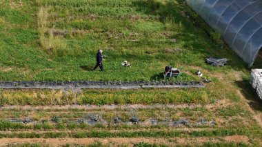 Kıdemli çiftçi sadık köpekleriyle birlikte canlı bir tarlada yürüyor. Etrafı çoklu tünel, el arabası ve su tanklarıyla çevrili. Gelişmekte olan küçük bir çiftliğin havadan görüntüsünü yakalıyor.