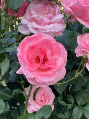 Güneşli bir bahar gününde çiçek açan güzel pembe güller Yapraklarında çiy damlaları