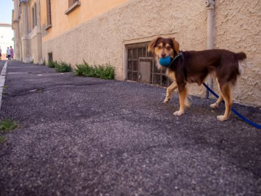 Cremona, İtalya - 27 Temmuz 2024 Kuzey İtalya 'da güneşli bir günde Melez Köpek Yürüyüşü