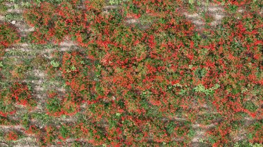 Bereketli bir yeşil buğday tarlasının uçsuz bucaksız hava görüntüsü Kıpkırmızı bir gelincik çayırıyla kesişiyor güneşli bir günde