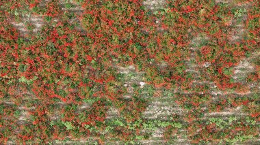 Tomurcuklanan kırmızı gelincik tarlasının canlı hava manzarası yemyeşil buğday tarlalarıyla tezat oluşturarak tarım arazisindeki doğal duvar halısının güzelliğini gözler önüne seriyor.