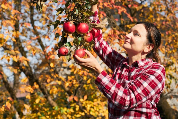 stock image Woman picking ripe apples on farm. Farmer grabbing apples from tree in orchard. Fresh healthy fruits ready to pick on fall season. Agricultural industry. Harvest time in countryside