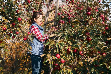 Çiftlikte olgun elma toplayan bir kadın. Çiftçi meyve bahçesindeki ağaçtan elma alıyor. Taze sağlıklı meyveler sonbahar mevsiminde toplanmaya hazır. Tarım endüstrisi. Kırsalda hasat zamanı