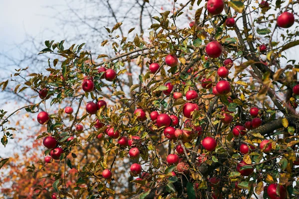 Jabłoń Wieloma Dojrzałymi Czerwonymi Soczystymi Jabłkami Sadzie Czas Zbiorów Wsi — Zdjęcie stockowe