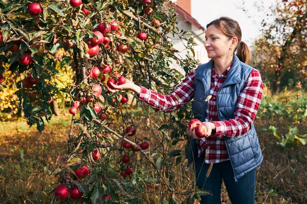 stock image Woman picking ripe apples on farm. Farmer grabbing apples from tree in orchard. Fresh healthy fruits ready to pick on fall season. Agricultural industry. Harvest time in countryside