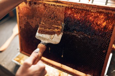 Bal üretimi. Arı kovanında çalışıyorum. Kovandan bal peteği. Arı kovanında hasat zamanı. Hobi olarak arıcılık. Tarım üretimi