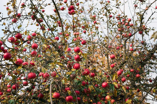 Äppelträd Med Många Mogna Röda Saftiga Äpplen Fruktträdgården Skördetid Landet — Stockfoto