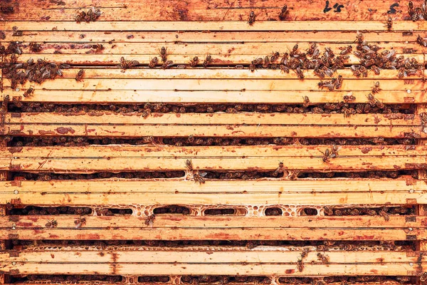 Medové Plástve Včelami Úlu Pracuju Včelíně Čas Sklizně Včelíně Včelařství — Stock fotografie
