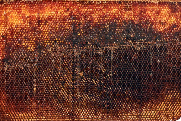 Üzerinde Bal Olan Bal Peteğini Kapat Arı Kovanında Çalışıyorum Arı — Stok fotoğraf