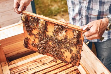 Arı yetiştiricisi arıda çalışıyor. Kovandan bal peteğini bal peteğinde arılarla çekip çıkarmak. Arı kovanında hasat zamanı. Hobi olarak arıcılık. Tarım üretimi