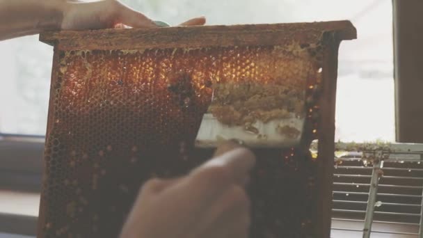 蜂蜜の生産 エイプリルで働いてる 巣からハニカム 収穫の時間だ 趣味として養蜂 農業生産 蜂蜜でハニカムを閉じます — ストック動画