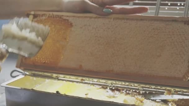 Honingproductie Werken Een Bijenstal Honingraat Uit Hive Oogste Tijd Bijenstal — Stockvideo