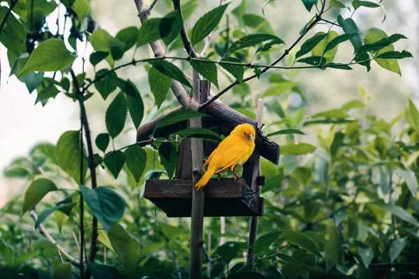 Πουλί Κάθεται Ένα Σπίτι Πουλιών Ένα Δέντρο Ανάμεσα Στα Πράσινα Εικόνα Αρχείου