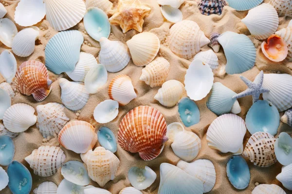 Літній Фон Морські Мушлі Пляжі Концепція Літніх Канікул Колекція Черепашок Стокове Фото