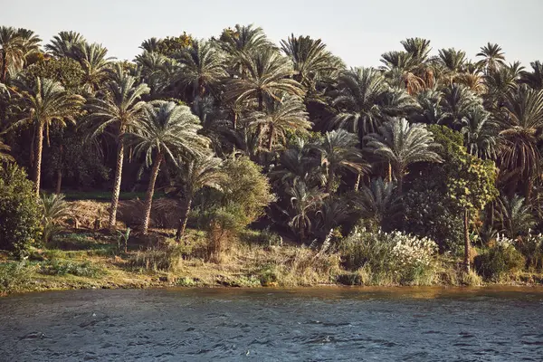 Palmen Entlang Des Nils Nilkreuzfahrt Ägypten Natürliche Umwelt Tropische Bäume Stockbild