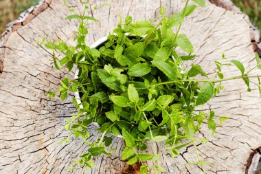 Ev bahçesinden taze nane yaprakları. Doğal bileşen. Nane tadı. Organik baharat. Ev yapımı bitkisel içecek. Ferahlatıcı içecek hazırlanıyor