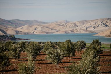 Fas 'ta zeytin bahçesi. Afrika 'ya seyahat. Tatil gezisi. Fas kültürü. Yaz tatili. Kuzey Afrika. Dağ manzaraları. Çöl toprağı