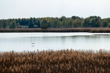 Polonya 'nın doğusundaki Lublin Voyvoda Poleski Ulusal Parkı. Bataklıklar, turba bataklıkları ve ormanların manzarası. Manzaralı patikalar. Doğaya yakın zaman geçirmek için doğal bir yer. Polesya Ulusal Parkı