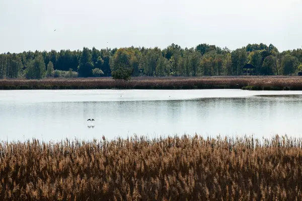 Polonya 'nın doğusundaki Lublin Voyvoda Poleski Ulusal Parkı. Bataklıklar, turba bataklıkları ve ormanların manzarası. Manzaralı patikalar. Doğaya yakın zaman geçirmek için doğal bir yer. Polesya Ulusal Parkı