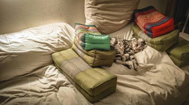 Yumuşak bir odak Yalnız bir kedi yalnız bir odada. Kedi hangi kulaklar, yuvarlanır sevimli kızıl kedi yavrusu poz verir rahatça.