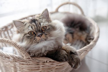 Sepetteki kedi. İranlı kedi yavrusu evdeki sepette oturuyor. Kapat, boşluğu kopyala.