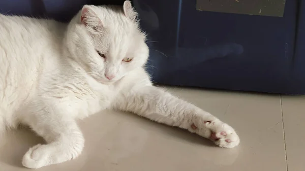 Самотній Кіт Самотній Кімнаті Білий Кіт Які Вуха Котити Милий — стокове фото