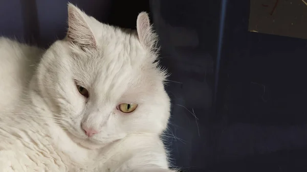 Eine Einsame Katze Befindet Sich Einem Einsamen Raum Weiße Katze — Stockfoto