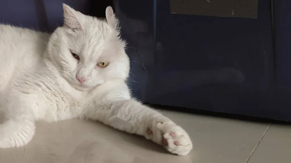Gatto Solitario Una Stanza Solitaria Gatto Bianco Che Orecchie Rotolare — Foto Stock