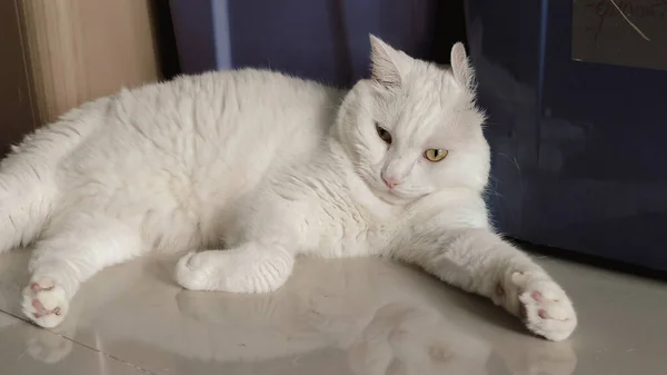 Eine Einsame Katze Befindet Sich Einem Einsamen Raum Weiße Katze — Stockfoto