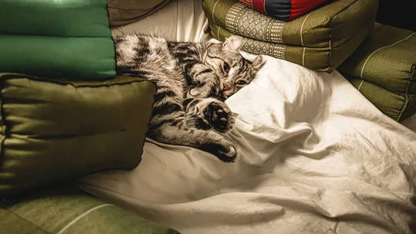 Miękkie Skupienie Samotny Kot Jest Samotnym Pokoju Kot Który Uszy — Zdjęcie stockowe