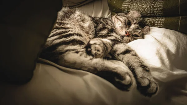 Měkké Soustředění Osamělá Kočka Osamělé Místnosti Cat Které Uši Rolovat — Stock fotografie
