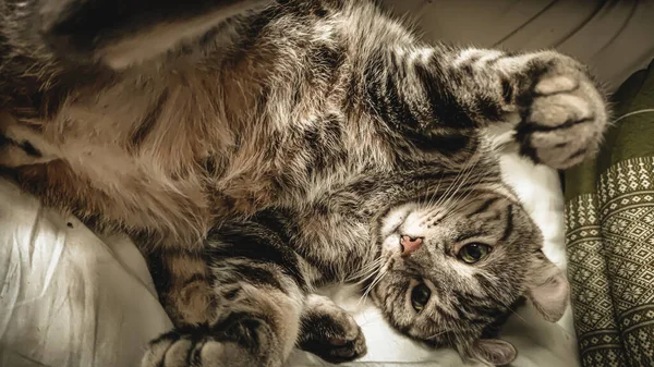 Soft Focus Seekor Kucing Kesepian Ada Ruangan Yang Sepi Cat — Stok Foto