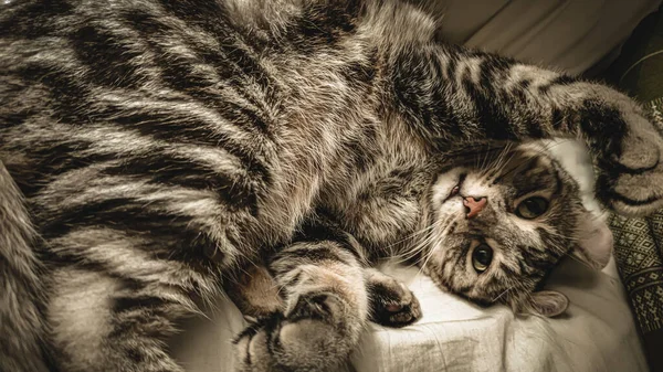 Enfoque Suave Gato Solitario Está Una Habitación Solitaria Gato Que — Foto de Stock