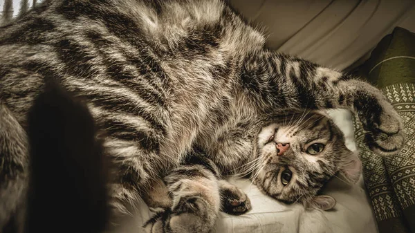 Soft Focus Seekor Kucing Kesepian Ada Ruangan Yang Sepi Cat — Stok Foto