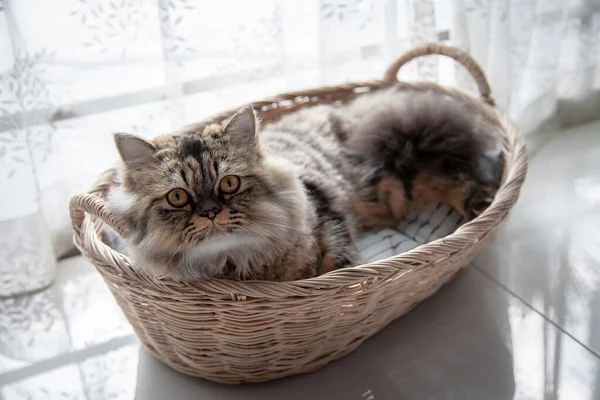 Katze Korb Persische Katzenkätzchen Niedlich Sitzt Korb Hause Nahaufnahme Kopierraum — Stockfoto